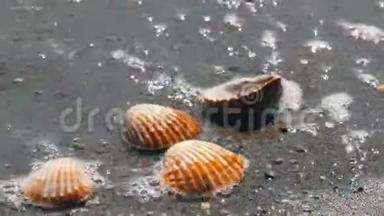 沙滩上的贝壳，海浪溅落在贝壳上.. 热带海滩上美丽的贝壳。 旅行概念