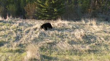 阿尔伯塔省班夫国家公园的一只大黑熊