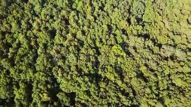 高空俯视图.. 飞过美丽的绿林树.. 空中摄影机拍摄。 景观全景。