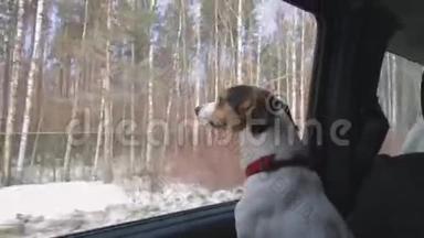 狗把头伸出车窗