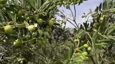 橄榄树种植园。 有机橄榄生长在橄榄树上。 农业和橄榄种植。 生产特级初榨橄榄油。