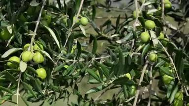 橄榄树<strong>种植</strong>园。 <strong>有机</strong>橄榄生长在橄榄树上。 农业和橄榄<strong>种植</strong>。 生产特级初榨橄榄油。