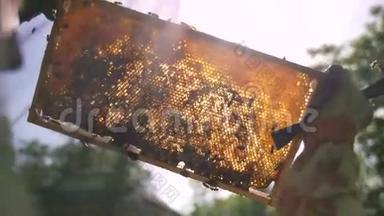 养蜂人从蜂巢中检查蜂巢，阳光透过蜂巢穿透蜂巢。