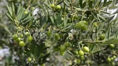 橄榄树种植园。 有机橄榄生长在橄榄树上。 农业和橄榄种植。 生产特级初榨橄榄油。