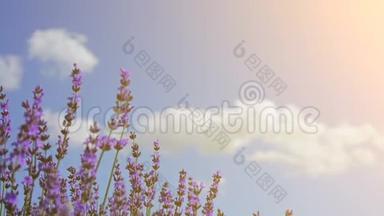 关闭薰衣草的花朵。 薰衣草庄园。 蓝天和云彩在背景上柔和地聚焦。 薰衣草花