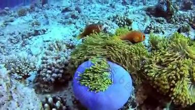 潜水马尔代夫-小丑鱼