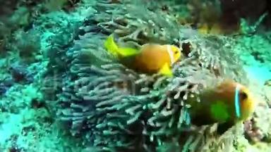 潜水马尔代夫-小丑鱼