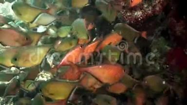 学校<strong>闪闪发亮的</strong>鱼洞游泳者佩姆弗里斯·万尼科尔斯水下红海。