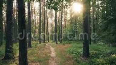 美丽的自然森林<strong>树木绿草</strong>太阳林日落