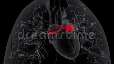 心脏缓慢地从肺部接受氧合血液