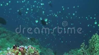 珊瑚礁边缘有三条白尖的珊瑚礁鲨鱼。