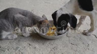 小狗和小猫在同一个碗里吃东西