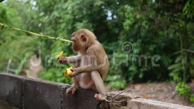 公园里的一只<strong>猴子</strong>坐着吃<strong>香蕉</strong>。 菲律宾，泰国。