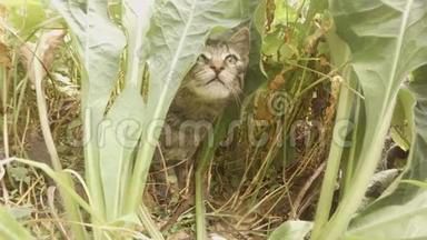 灰色的小野猫小猫偷偷溜进森林里的高草里