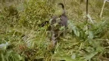 灰色的<strong>小野</strong>猫在高高的草地上嗅嗅和爬