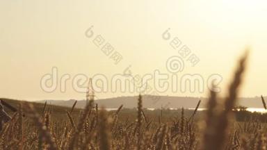 日出时，一个农民用<strong>耙子</strong>穿过麦田
