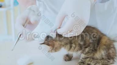 兽医正在兽医诊所给一只<strong>小</strong>猫的耳朵做清洁