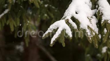 云杉和松树的树枝覆盖着雪。 雪杉林的冬日，圣诞节和新年