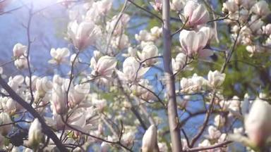 蓝天背景下树枝上的白玉兰花