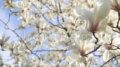 蓝天背景下树枝上的白玉兰花