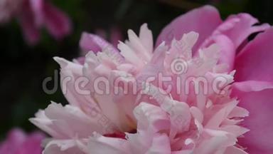 一朵粉红色的牡丹花在花坛上紧贴着风。 高清视频镜头静态摄像机..
