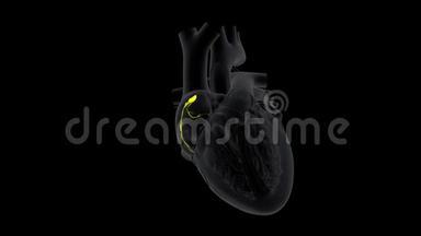 慢动作心脏的SA节点信号或起搏器