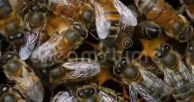 <strong>蜜蜂</strong>，<strong>蜜蜂</strong>，<strong>蜜蜂</strong>，女工人，照顾幼虫在Brood梳子，<strong>蜜蜂</strong>蜂巢在诺曼底，