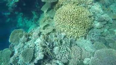 人们可以<strong>看到</strong>海底的鱼和珊瑚