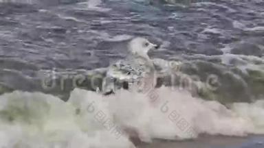 海海鸥乘风破浪