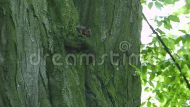 黑松鼠坐在树洞里吃坚果