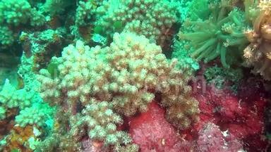 马尔代夫海底干净的清澈海底上的海葵和柔软的绿色珊瑚。