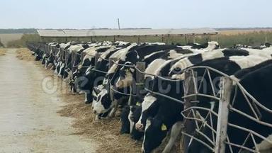 奶牛在<strong>现代农场</strong>喂养。 家畜吃干草。 农业<strong>农场</strong>
