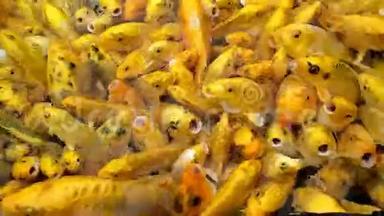 成群结队的金鲤鱼在池塘里寻找食物