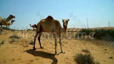 一群吃草的骆驼，担心一个<strong>陌生人</strong>的靠近.. 阿联酋沙漠公路附近的一个地方