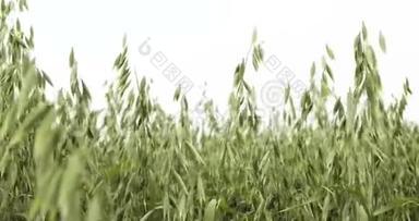 燕麦、金、广泛种植的谷物、细枝末节、牲畜饲料、健康饮食食品