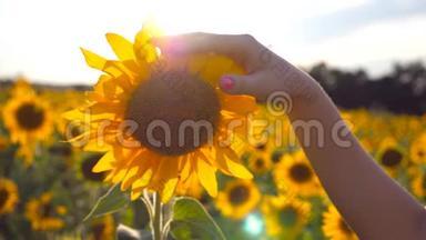 晴天，女孩的手臂在草地上抚摸着黄花。雌手抚摸美丽的向日葵