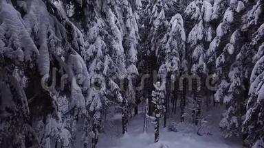 松树是白雪覆盖的射击。 空中景观
