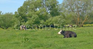 奶牛在<strong>草地</strong>上休息。 奶牛和幼母牛在夏<strong>季</strong>牧场的<strong>草地</strong>上静静地放松。