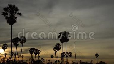 稻田落日的天空中盘踞着一棵树影的棕榈树