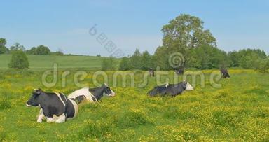 奶牛在草地上休息。 奶牛和幼母牛在夏季牧场的草地上静静地放松。