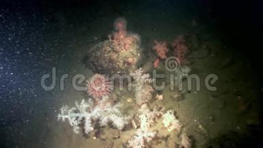 白色蓬松的<strong>软珊瑚</strong>和海葵在白海海底。