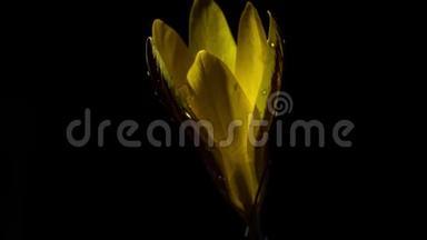黄色番红花，<strong>藏红花</strong>，加兰花开花.. 延时录像。 顶部视图