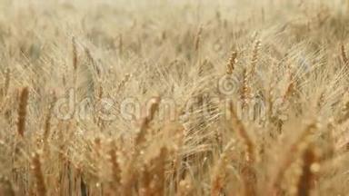 田准备收割小麦.. 日落时分，从<strong>镜框</strong>的背光中看到美丽的亮点