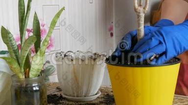 春天的一个女人把室内花从旧花盆移植到新花盆