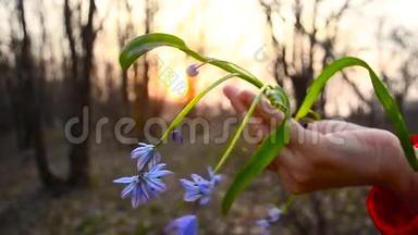 在女孩<strong>手中</strong>，<strong>蓝色</strong>的春天的花朵，落在夕阳的背景上。