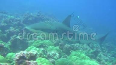 加拉帕戈斯群岛海域背景<strong>水下景观</strong>大鲨鱼。