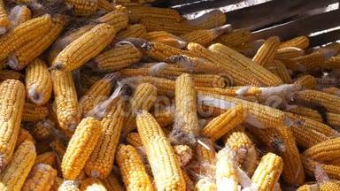谷仓里有许多成熟的黄色玉米头。 玉米收获后的玉米。 农业生产