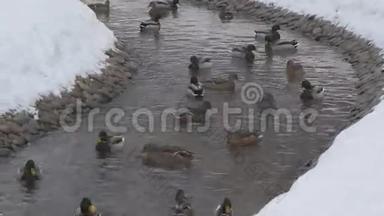 冬天，鸭子和鸭子在小溪里游泳
