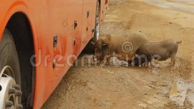 越南猪猪走在公共汽车旁。