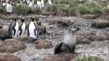 南极洲福克兰群岛上一只帝企鹅背景上的<strong>可爱印章</strong>。